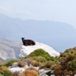 Goat-Amorgos-1200×900.jpg