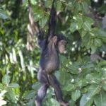 Baboon-Islands-chimp-in-trees-by-the-Gambia-River-2.jpg